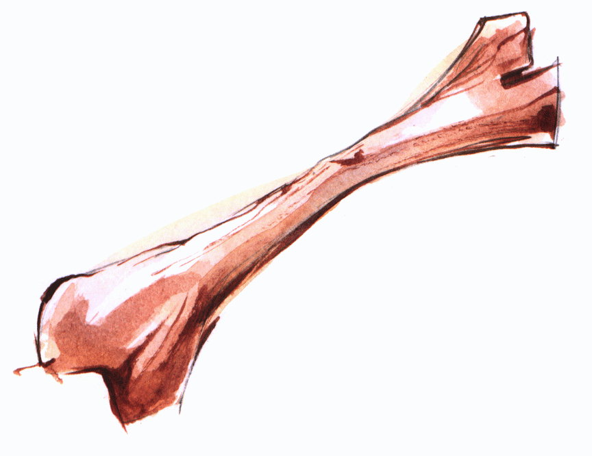 LegBone.jpg